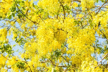 Ağaçta Altın Duş Çiçeği, Tayland