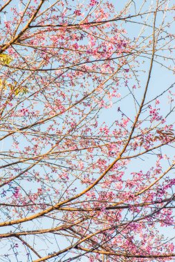 Chiangmai Eyaleti, Tayland 'daki Kiraz Çiçeği Parkı