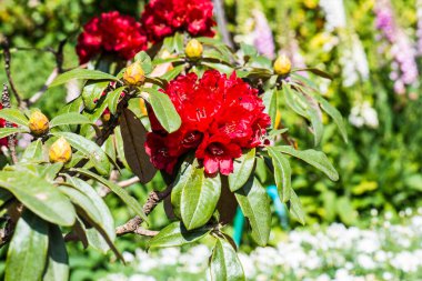 Doi Inthanon Ulusal Parkı, Tayland 'da Rhododendron arboreum çiçeği