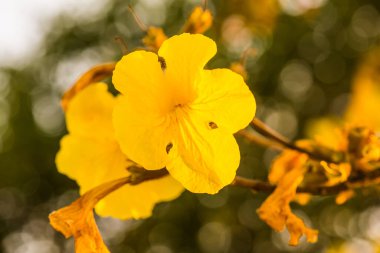 Cüce Altın Trompet çiçek Tayland, Tayland