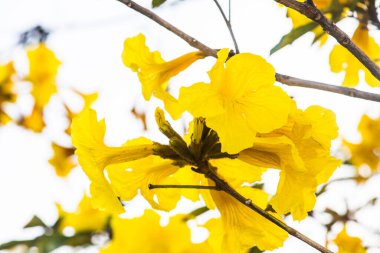 Cüce Altın Trompet çiçek Tayland, Tayland