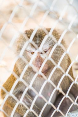 Rhesus Macaque, Tayland 'daki kafeste.