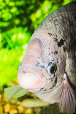 Dev gourami balığı, Tayland