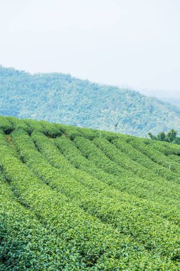 Tayland, Tayland 'da çay çiftliği