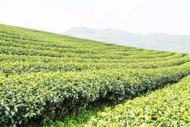 Tayland, Tayland 'da çay çiftliği