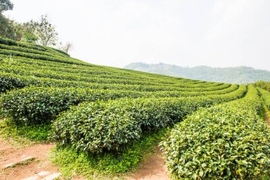 Tayland, Tayland 'da çay çiftliği