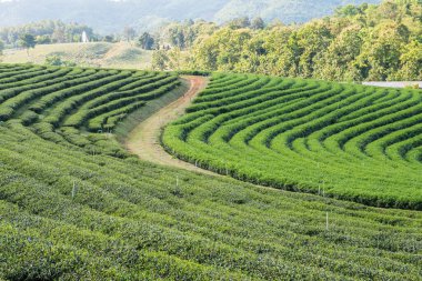 Tayland, Tayland 'da Çay Çiftliği.