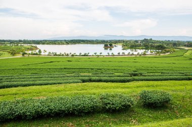 Tayland 'da gölü olan çay çiftliği.