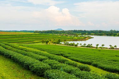 Tayland 'da gölü olan çay çiftliği.