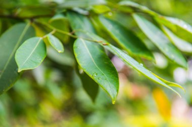 Bahçede şeytan yaprağı, Tayland.