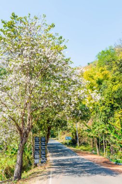 Doi Mon Jam yolu, Tayland.