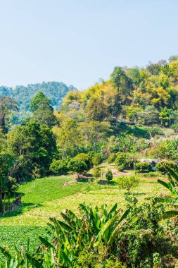 Doi Mon Jam, Tayland Dağ Manzarası.