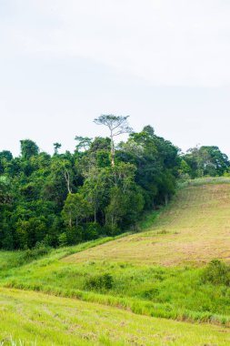 Tayland 'daki Khoyai Milli Parkı' nda yeşil arazili tropikal yağmur ormanı