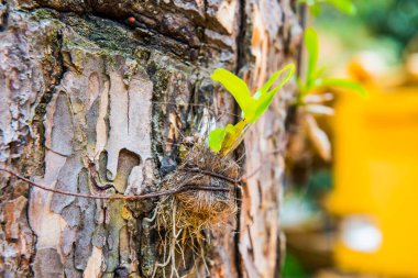 Orkide ağacı, Tayland 'da.