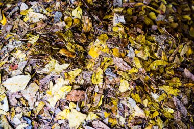 Kuru çay yaprağının arka planı, Tayland.