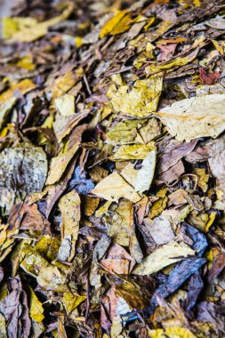 Kuru çay yaprağının arka planı, Tayland.