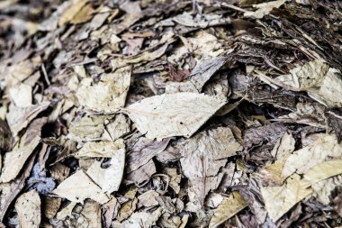 Kuru çay yaprağının arka planı, Tayland.