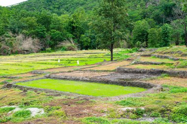 Tayland 'ın Chiangmai eyaletindeki dağda tarım alanı.