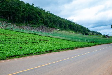 Chiang Mai, Tayland 'ın Mae Chaem ilçesinin yolu ile dağdaki tarım alanı.