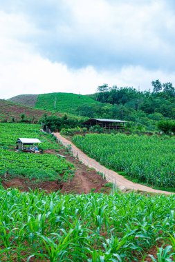 Chiang Mai, Tayland 'da Mae Chaem bölgesinin dağ manzaralı tarım alanı.