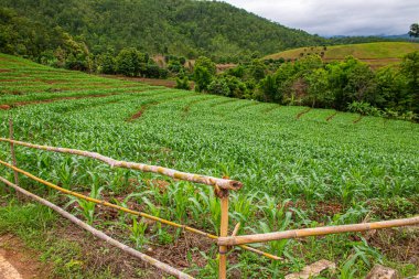Chiang Mai, Tayland 'da Mae Chaem bölgesinin dağ manzaralı tarım alanı.