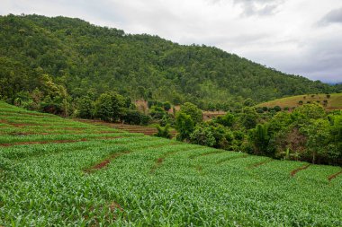Chiang Mai, Tayland 'da Mae Chaem bölgesinin dağ manzaralı tarım alanı.