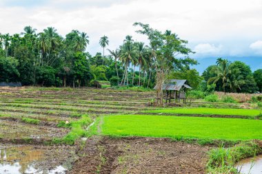 Chiang Mai, Tayland 'da Mae Chaem bölgesinin dağ manzaralı tarım alanı.