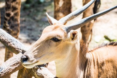 Common Eland 'ın Portresi, Tayland.