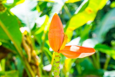 Musa 'nın muz çiçeği Swangpol & Somana, Tayland.