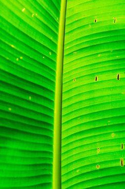 Musa 'nın muz yaprakları Swangpol ve Somana, Tayland.
