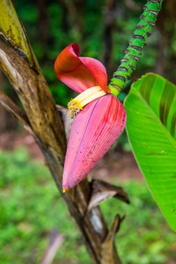 Ormanda kırmızı muz Bud, Tayland