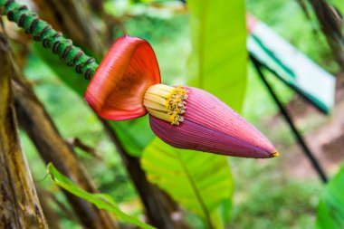 Ormanda kırmızı muz Bud, Tayland
