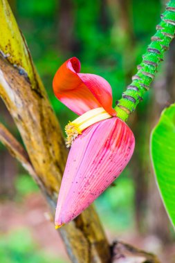 Ormanda kırmızı muz Bud, Tayland