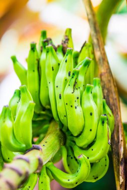 Musa 'nın muzlu meyvesi Serpentina Swangpol ve Somana, Tayland.