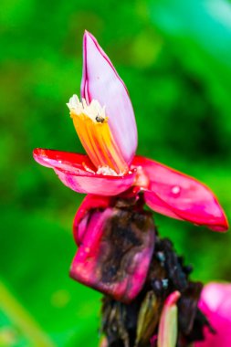 Musa Velutina Wendl ve Drude 'ın muz tomurcuğu, Tayland