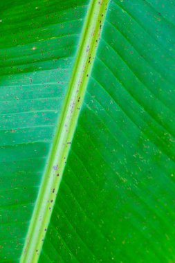 Muz yaprağının arka planı, Tayland.