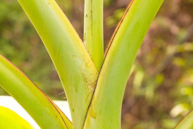 Pa Ranong Muz Ağacı, Tayland.