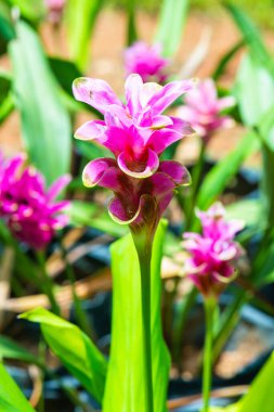 Doğal geçmişi olan Curcuma Alismatifolia çiçeği, Tayland.