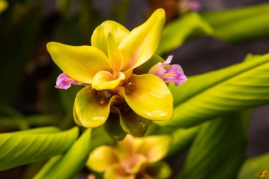 Doğal geçmişi olan Curcuma Alismatifolia çiçeği, Tayland.