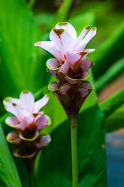 Doğal geçmişi olan Curcuma Alismatifolia çiçeği, Tayland.