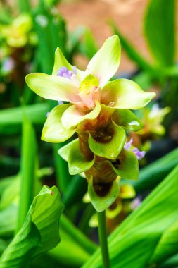 Doğal geçmişi olan Curcuma Alismatifolia çiçeği, Tayland.