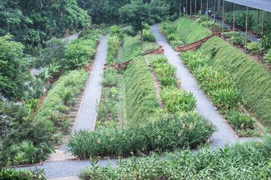 Queen Sirikit Botanik Bahçesine park et, Thauland.