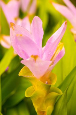 Doğal geçmişi olan Curcuma Alismatifolia çiçeği, Tayland.