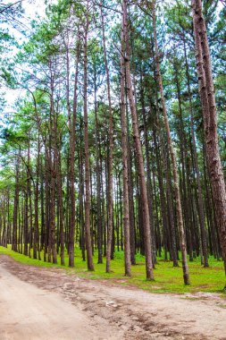 Tayland 'daki Boa Keaw Silvikültürel Araştırma İstasyonu' ndaki Çam Tarlalarının manzarası.