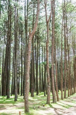 Tayland 'daki Boa Keaw Silvikültürel Araştırma İstasyonu' ndaki Çam Tarlalarının manzarası.