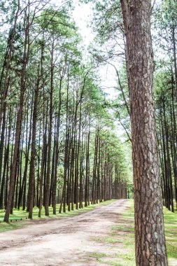 Tayland 'daki Boa Keaw Silvikültürel Araştırma İstasyonu' ndaki Çam Tarlalarının manzarası.