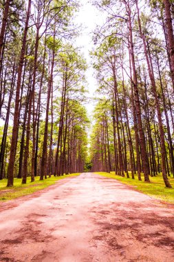 Tayland 'daki Boa Keaw Silvikültürel Araştırma İstasyonu' ndaki Çam Tarlalarının manzarası.