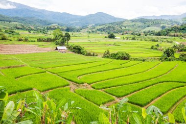 Tayland 'da pirinç tarlaları.