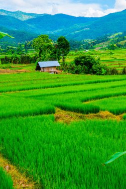 Tayland 'da pirinç tarlaları.