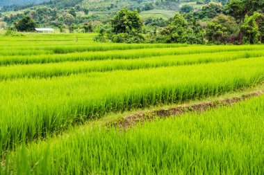Tayland 'da pirinç tarlaları.